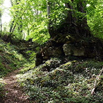 Le sentier des 4 Bornes - LA CHAUME