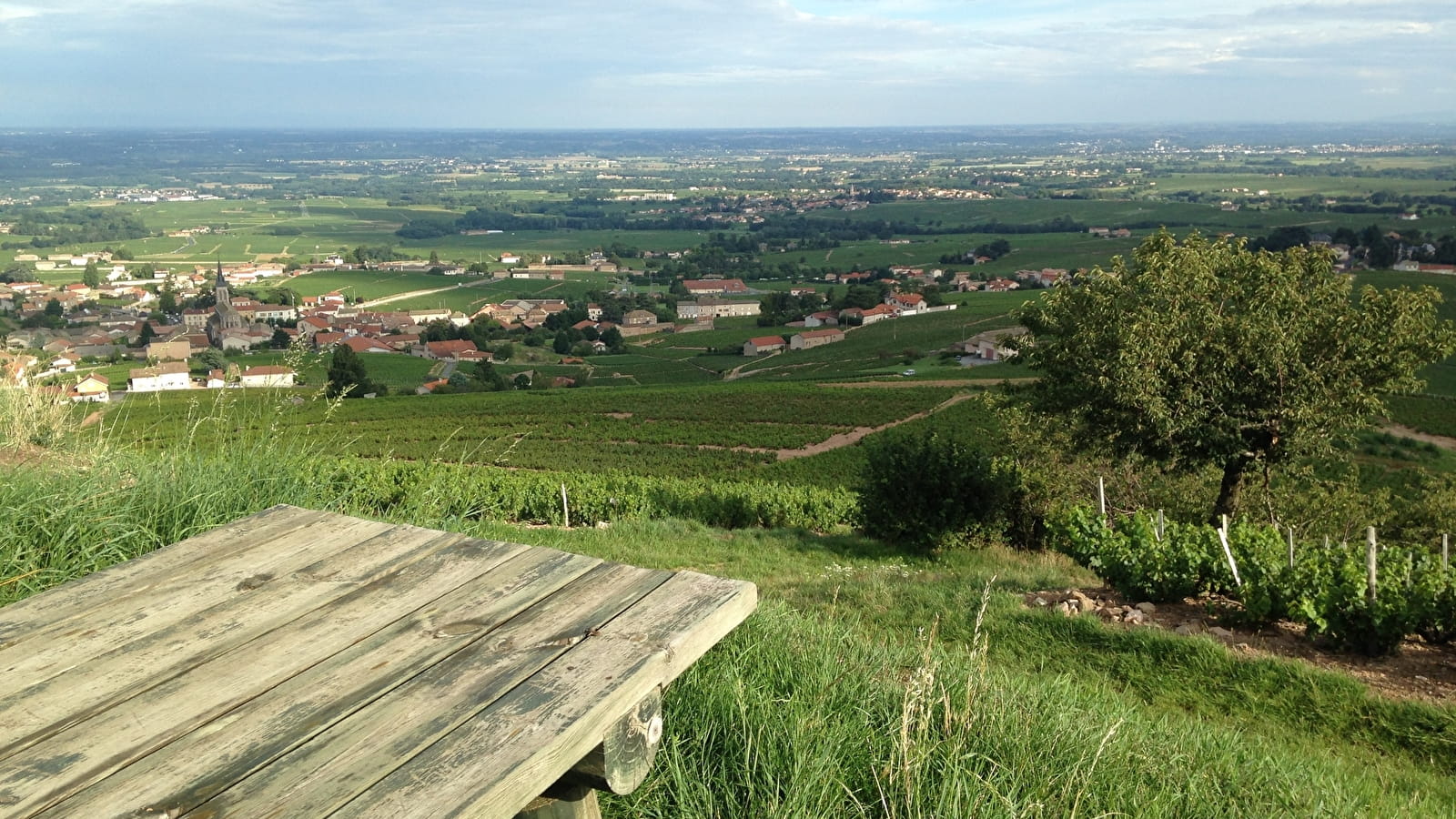 Circuit Entre vignes et bois