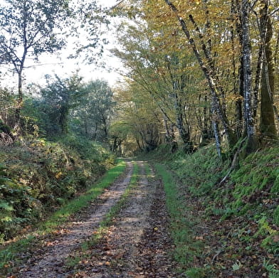 Circuit VTC-VTT n°4 (rouge) - La Voie Royale des bois de But
