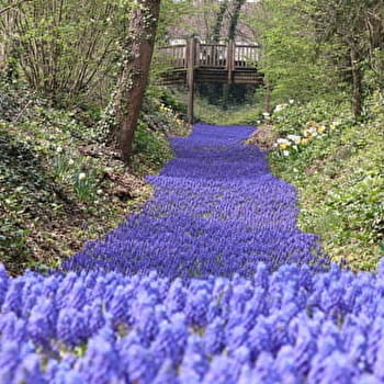 Une rivière de fleurs -