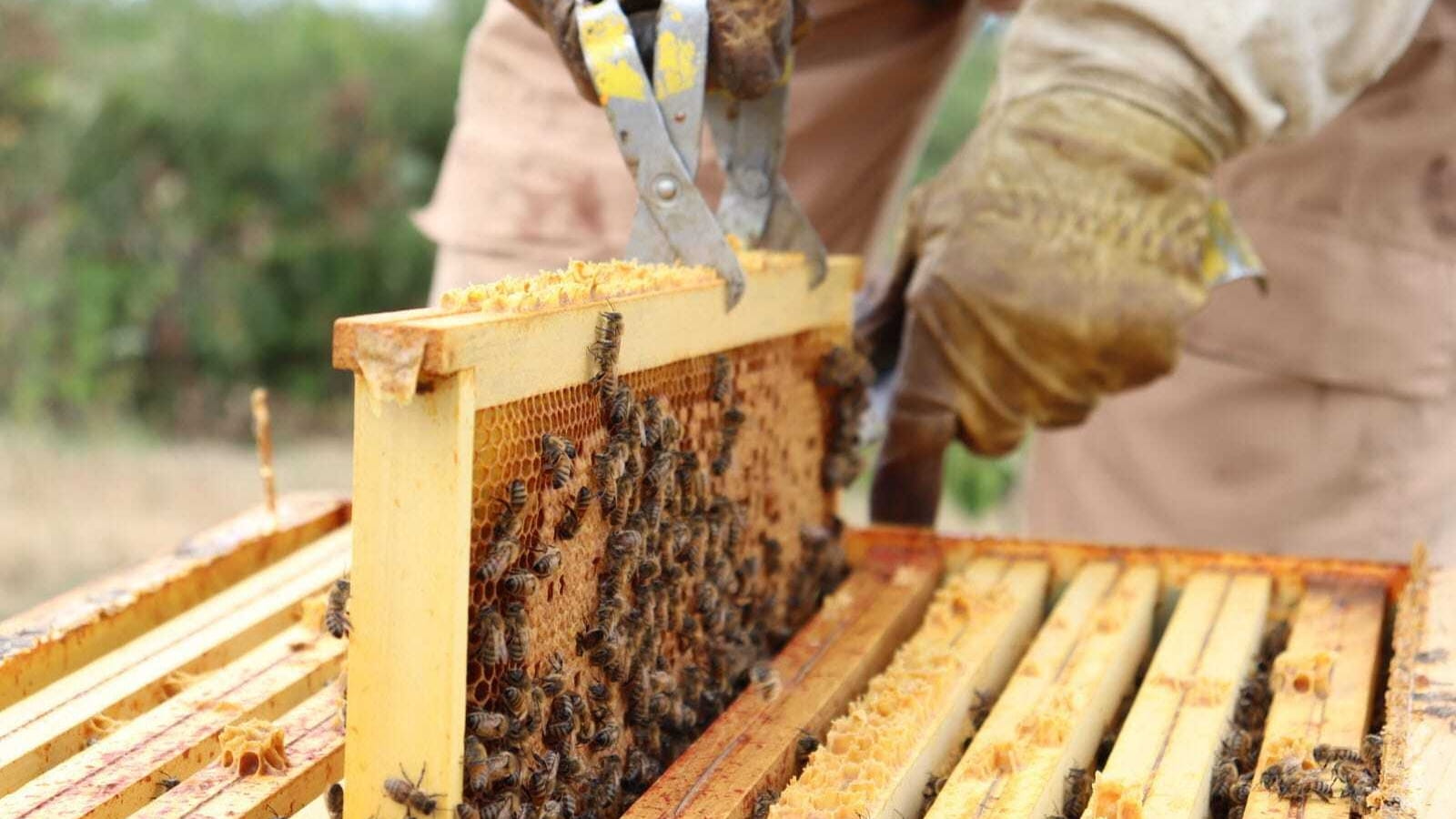 Stage d'initiation à l'apiculture