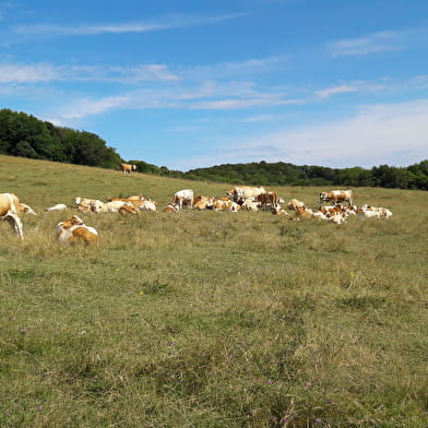 Randonnée pédestre : La Montagne des Princes