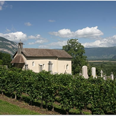 Circuit vélo : Lacs et vignes