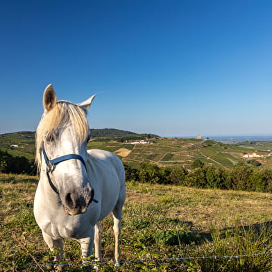Circuit VTT B5 de Fleurie à Chénas
