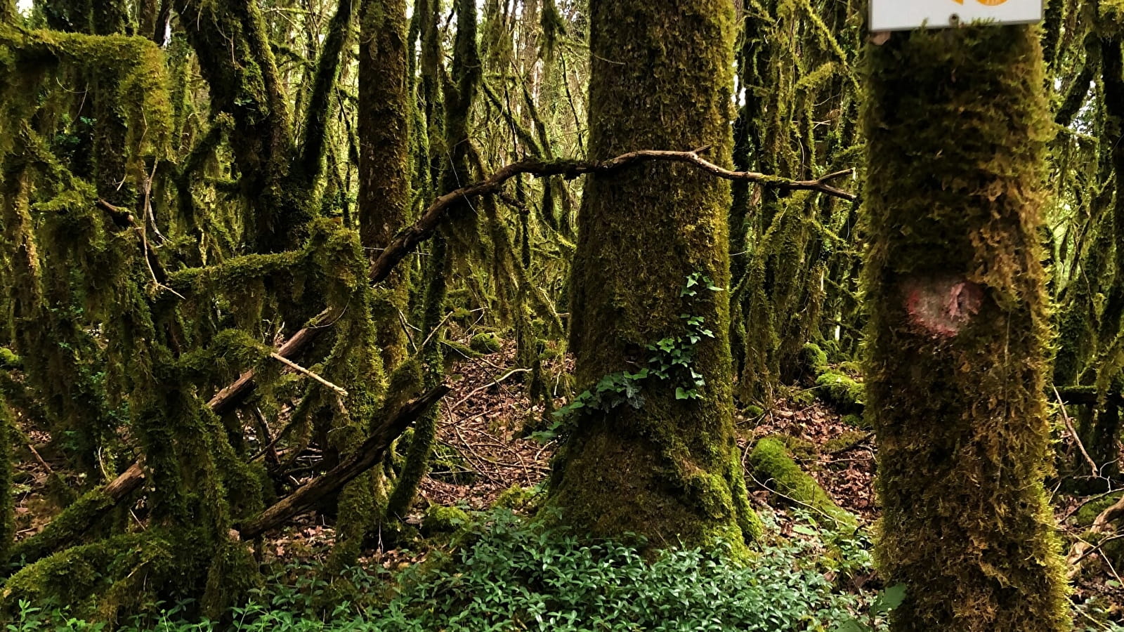 Parcours VTT 6 rouge - Les Enfants du Marais - Espace FFC Ain Forestière