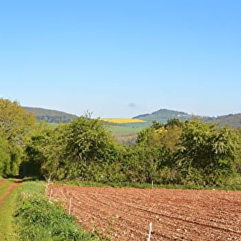 Parcours des Bois de l'Ignon - COURTIVRON