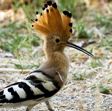 Entre canal et campagne