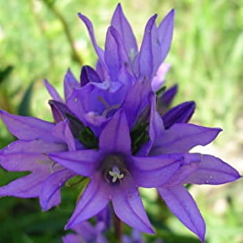 Sentier des Balcons - LA ROCHE-VANNEAU