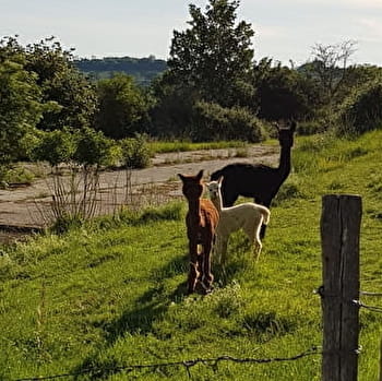Se promener à Saint Just et voir les alpagas -