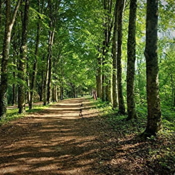 Parcours VTT 1 vert - La forêt de Rothonne : Le Renard - Espace FFC Ain Forestière - BELLEY