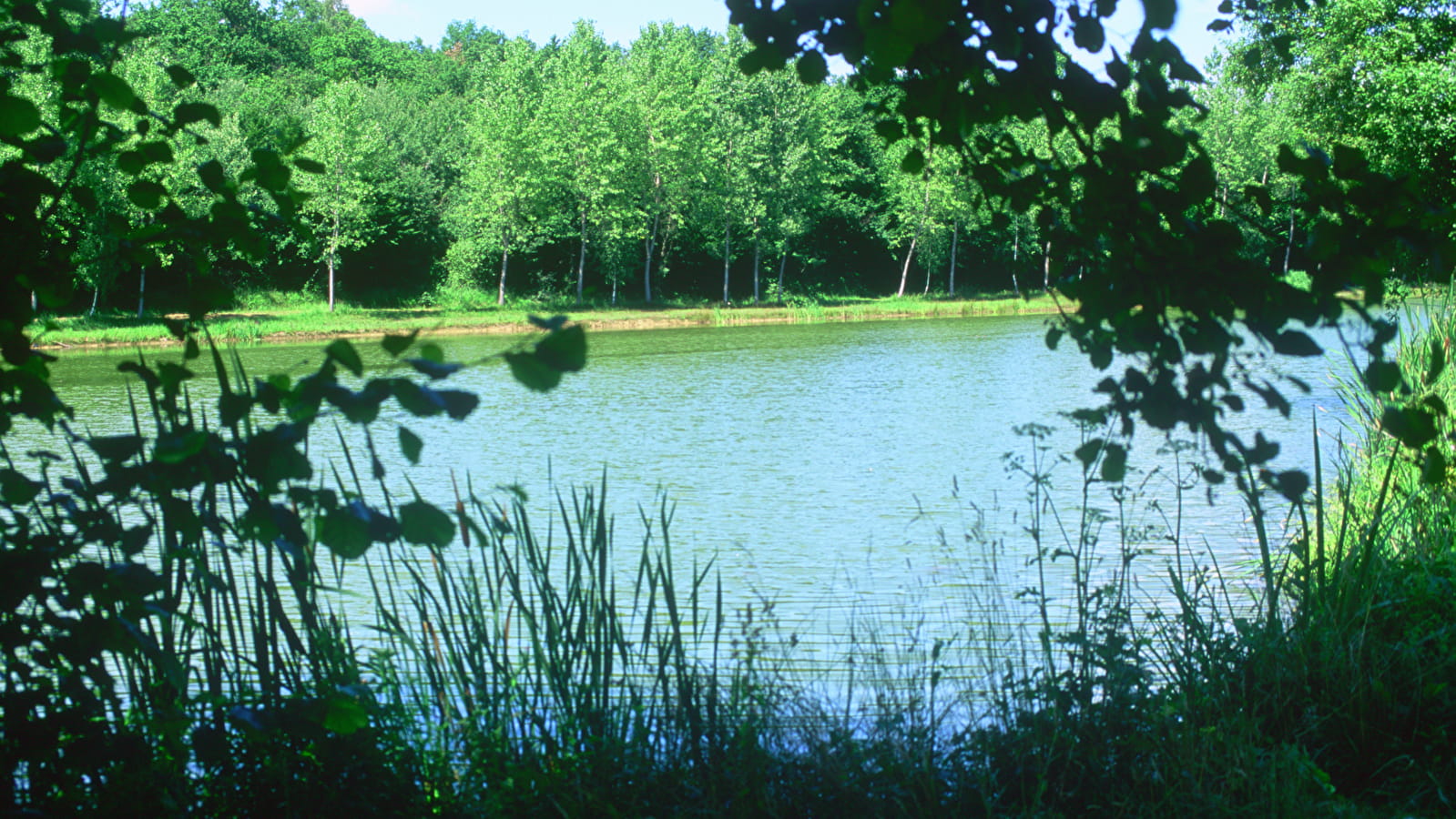 Etang de Fougemagne