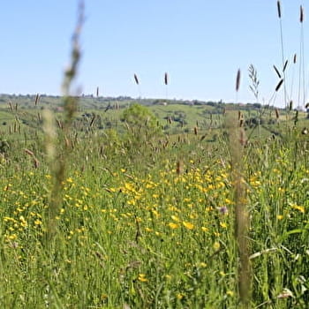 La Vallée du Bézo - LIGNY-EN-BRIONNAIS