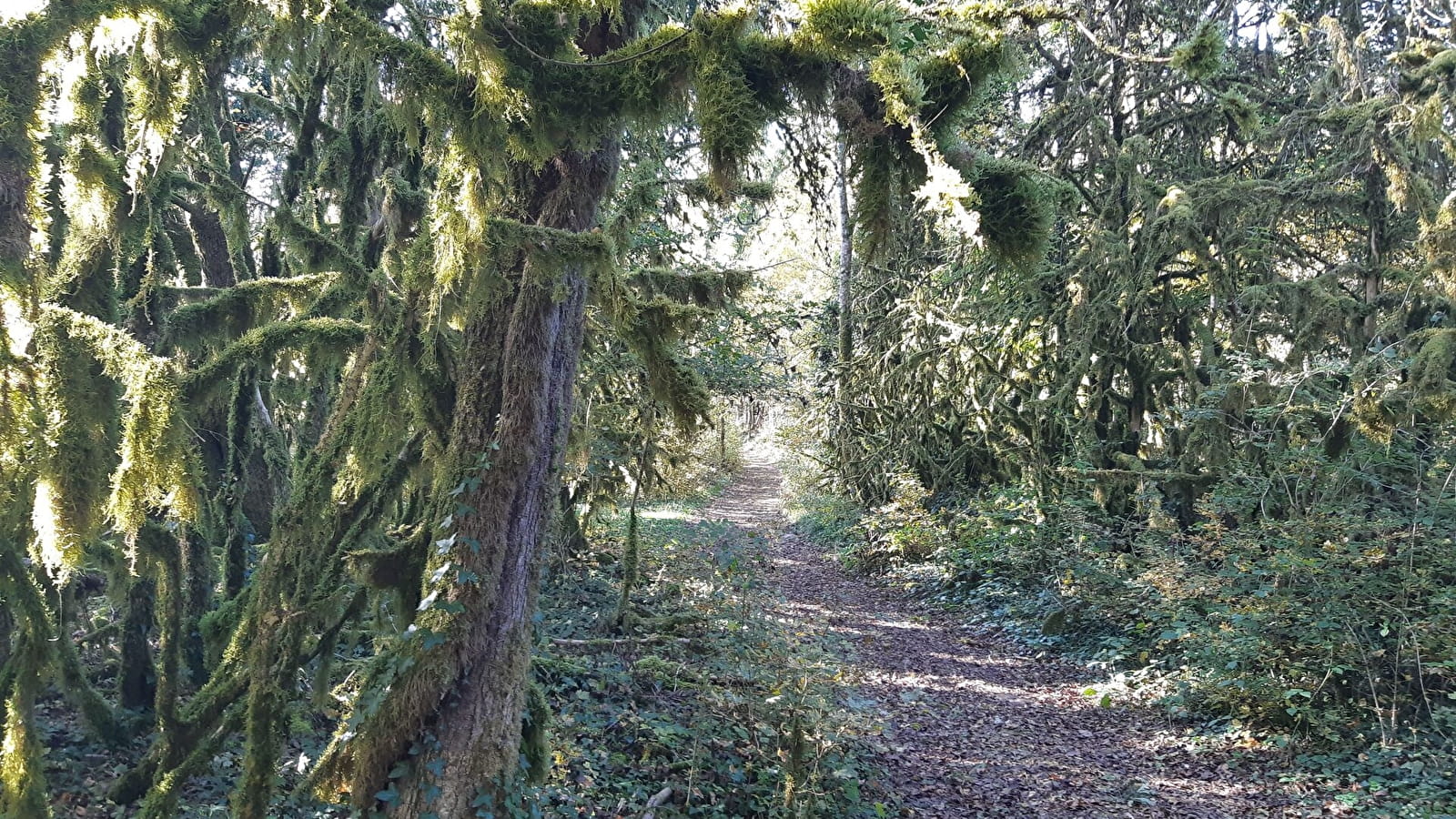 Circuit VTT n°8 (rouge) - Château de Rosy et le col des Justices