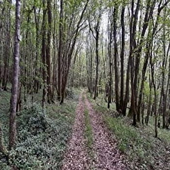 Circuit VTT 2 : Clamecy-Rix-Clamecy - CLAMECY