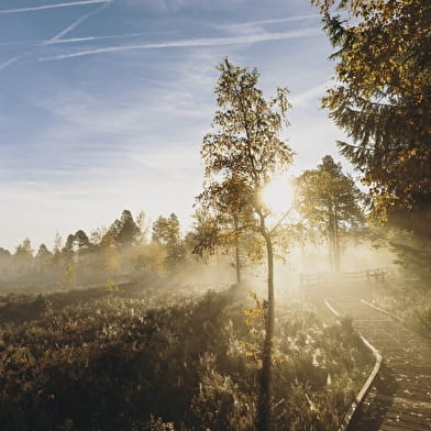 Tourbières de Frasne-Bouverans (Petite boucle)