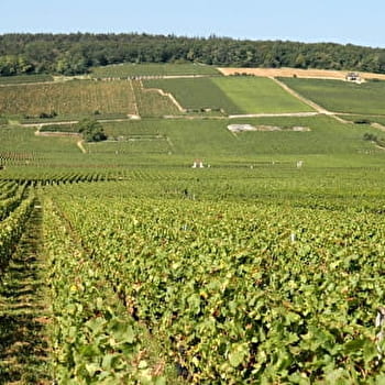 Sentier des biques - BOUZE-LES-BEAUNE