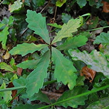 Collines et Bertranges-2 - CHAULGNES