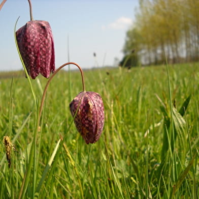Circuit randonnée : Les Oignons