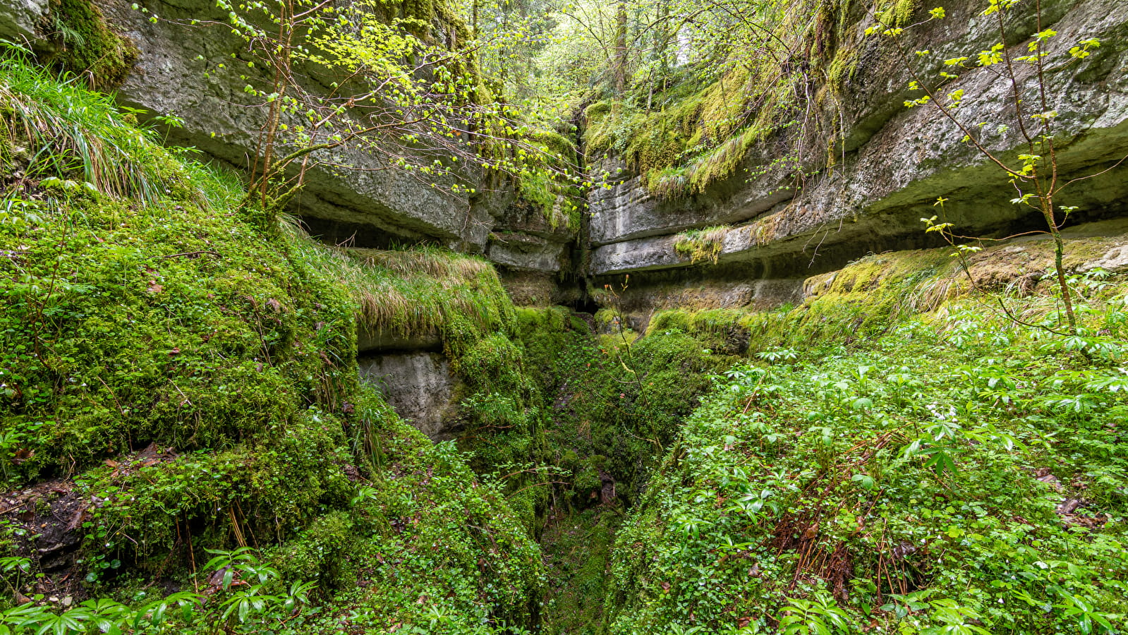 Les Aventures Fankarstiques - Ô des bois