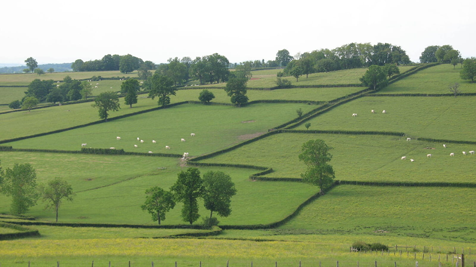 Paray-le-Monial : circuit n°12 - Monts et vallées en Charolais-Brionnais