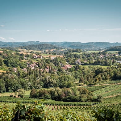 Vignoble et Châteaux - 88B