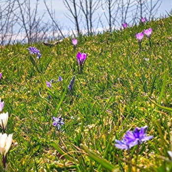 Randonnée pédestre : La Marche Populaire de Gex - GEX