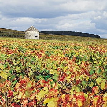 Chemin des vignes - SAVIGNY-LES-BEAUNE