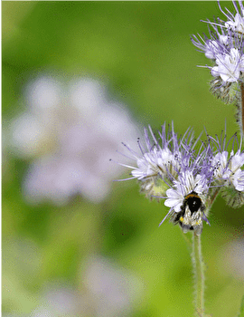 Circuit VTT n°121 / Besançon - BESANCON