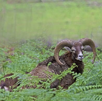 L'Arbre à Vœux de Boutissaint