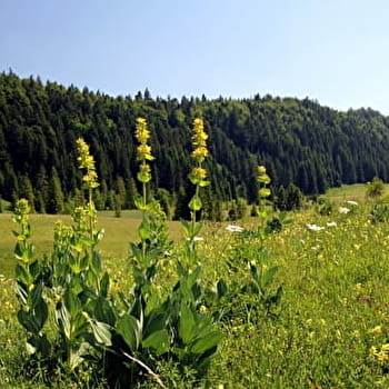 La Joux Devant - 86B - NANCHEZ