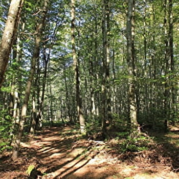 Balade dans la forêt du Banney - 