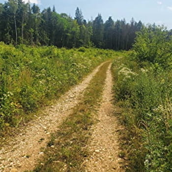 Parcours VTTAE 71 vert - Vallée de l'Oignin la Belloire - Espace FFC Ain Forestière - SAMOGNAT