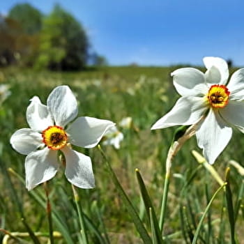 Circuit La ronde des Plans - HAUT VALROMEY