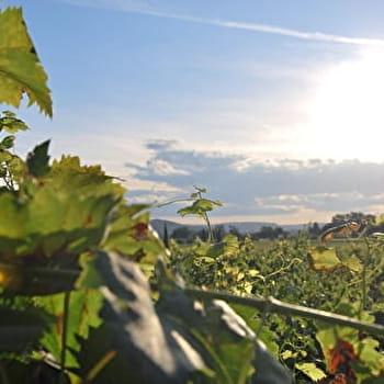 Domaine des Sarmentelles - AIGLEPIERRE