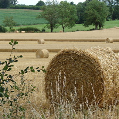 Boucle vélo loisirs de l'Ain à vélo : Les Sires de Bâgé