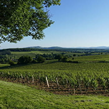 La VélOeno71 : sur les traces de l'emblématique Chardonnay - CHARDONNAY