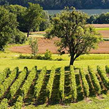 Randonnée VAE : Terroir et vignobles de Seyssel - SEYSSEL