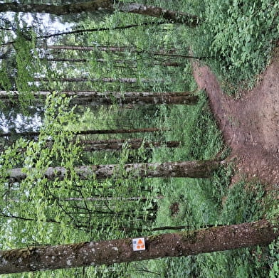 Le Grand-Bois - n°111