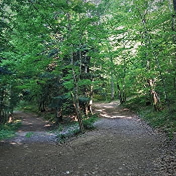 Parcours VTT 2 bleu - La forêt de Rothonne : Le Cerf - Espace FFC Ain Forestière - BELLEY