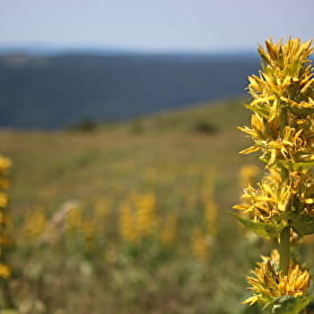 Randonnée pédestre : Catheline - Crêt de la Neige par Brulat Frésy - LELEX