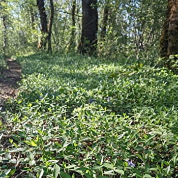 Sentier des dolines - OUGNEY-DOUVOT