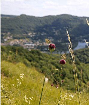 Circuit des coteaux de Rosemont - BESANCON