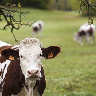 Saint Jacques de Compostelle - De Genève à Nantua