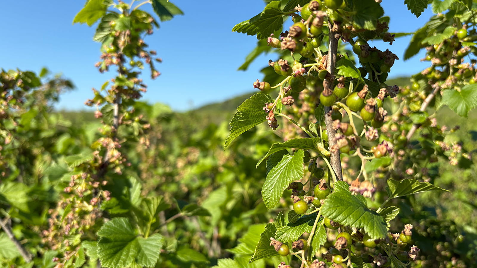 Route du Cassis en Côte-d'Or, Nuits-Saint-Georges à Dijon
