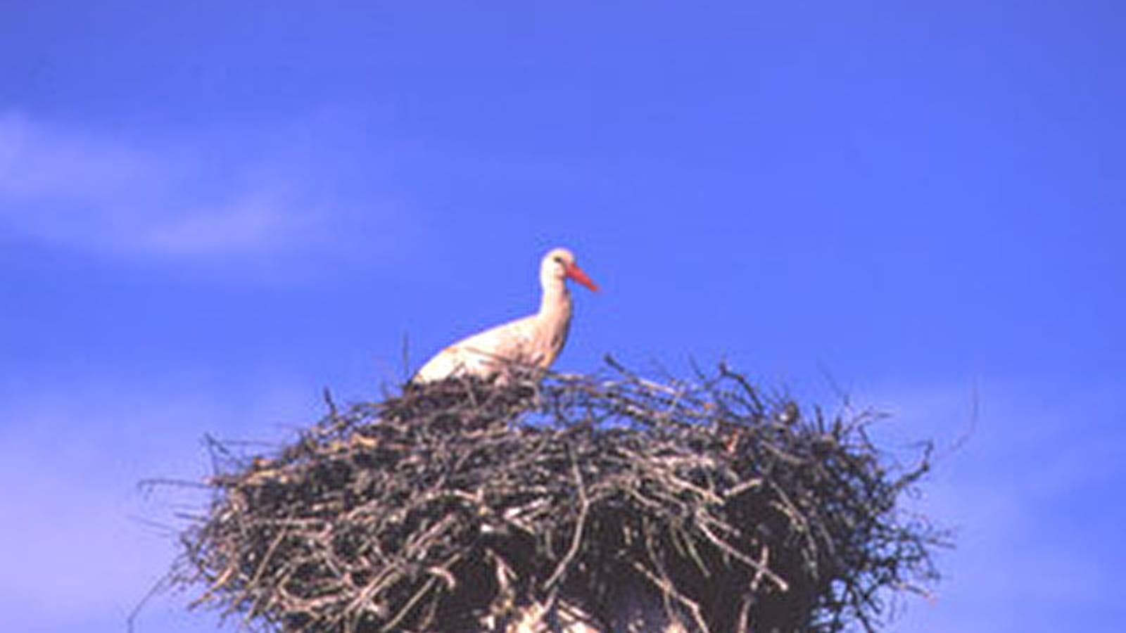 Balade famille : sentier de découverte des cigognes