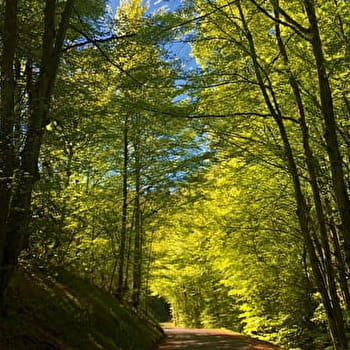 Circuit vélo : Du col du Ballon à la Combe de Léchaud - CHAMPAGNE-EN-VALROMEY
