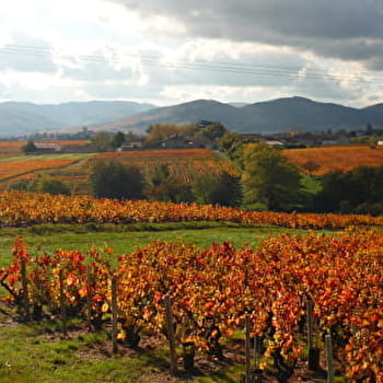Les sentiers du Gaulois - VILLIE-MORGON