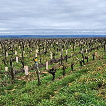 Depuis un beau panorama sur le vignoble de Saint-Andelain - SAINT-ANDELAIN