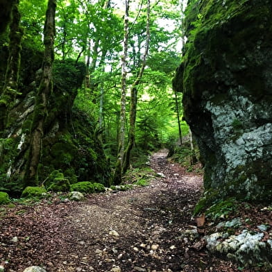 Parcours trail : montée du Grand Colombier depuis Munet