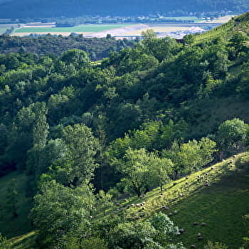Le circuit de Plomb - ARGIS